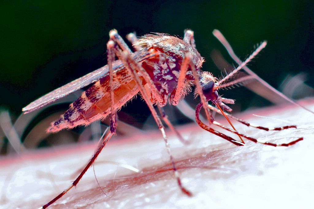 Malarian riski on paikoin pienentynyt