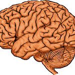 Aivojen mikroglia-aktiivisuus ennustaa MS-taudin nopeampaa etenemistä