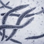 Syöpäkudoksen bakteerit voivat huonontaa hoitovastetta