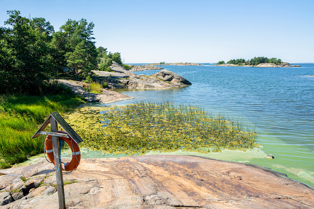 Sinilevä Helsingin saaristossa on valitettavan tavallinen näky lämpiminä kesinä.