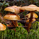 Tunnetko myrky﻿lliset sienet? — tappavia lajeja viisi