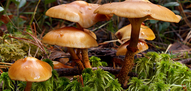 Tunnetko myrky﻿lliset sienet? — tappavia lajeja viisi