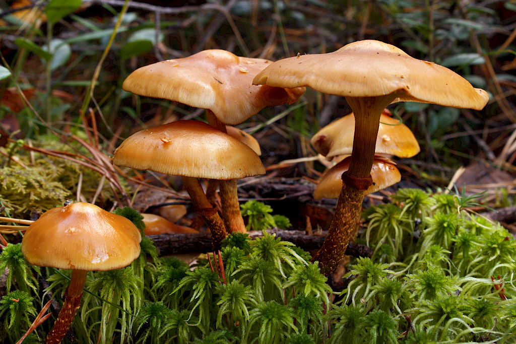 Jos ei ole varma lajista, sieni kannattaa jättää metsään.