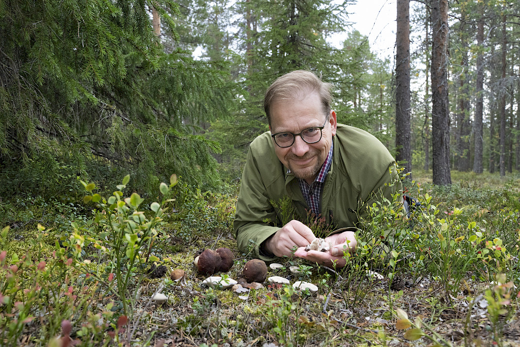 Ounasvaaran metsässä kasvaa siniorakkaiden lisäksi herkkutatteja. 