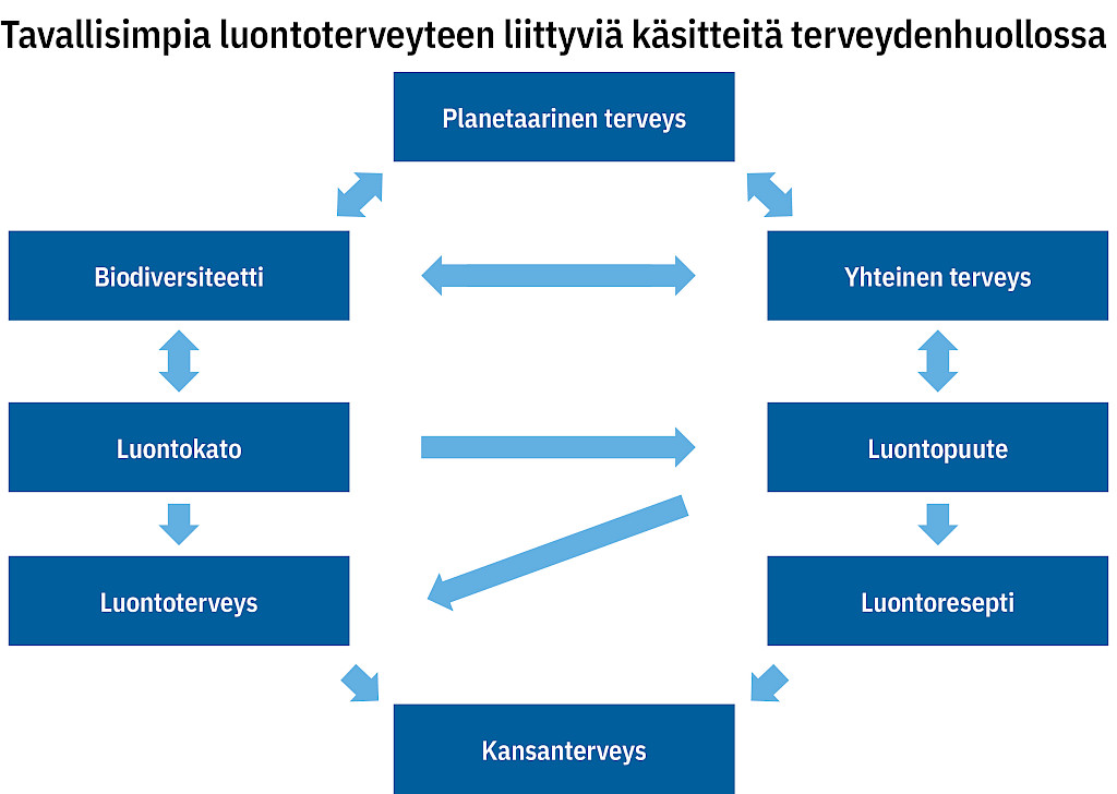 Kaavio luontoterveyteen liittyvistä käsitteistä ja niiden suhteista.