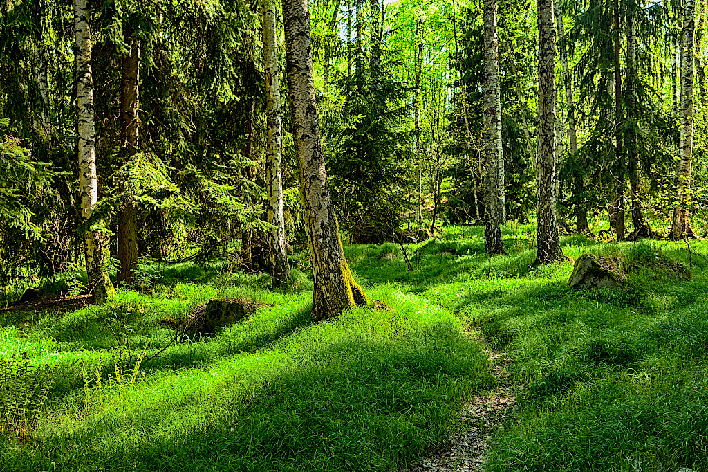 Yhteys monimuotoiseen luontoon hyödyttää tutkimusten mukaan ihmisen terveyttä.