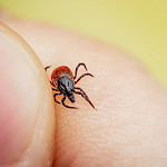 Borrelioosi leviää puutiaisen puremasta
