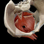 Lantionpohjan lihakset – miksi niiden kunto on tärkeä?