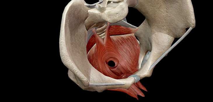 Lantionpohjan lihakset – miksi niiden kunto on tärkeä?