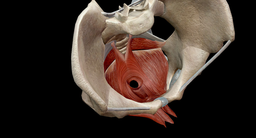 Lantionpohjan lihakset ovat lihas- ja sidekudosrakenteita, jotka tukevat lantion elimiä.