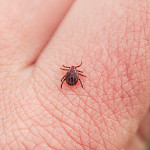 Kaikki punkit eivät kanna borrelioosia – kuinka suuri riski puremaan liittyy?