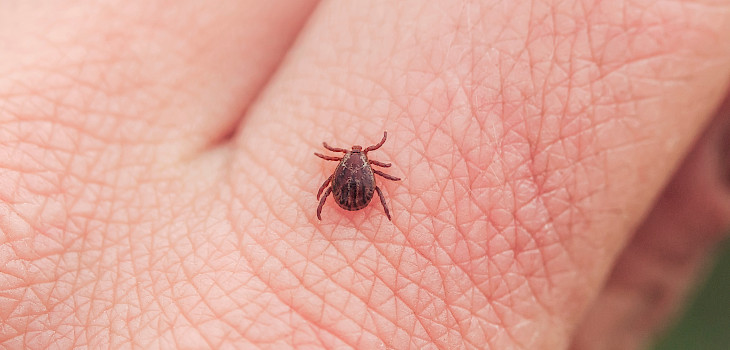 Kaikki punkit eivät kanna borrelioosia – kuinka suuri riski puremaan liittyy?